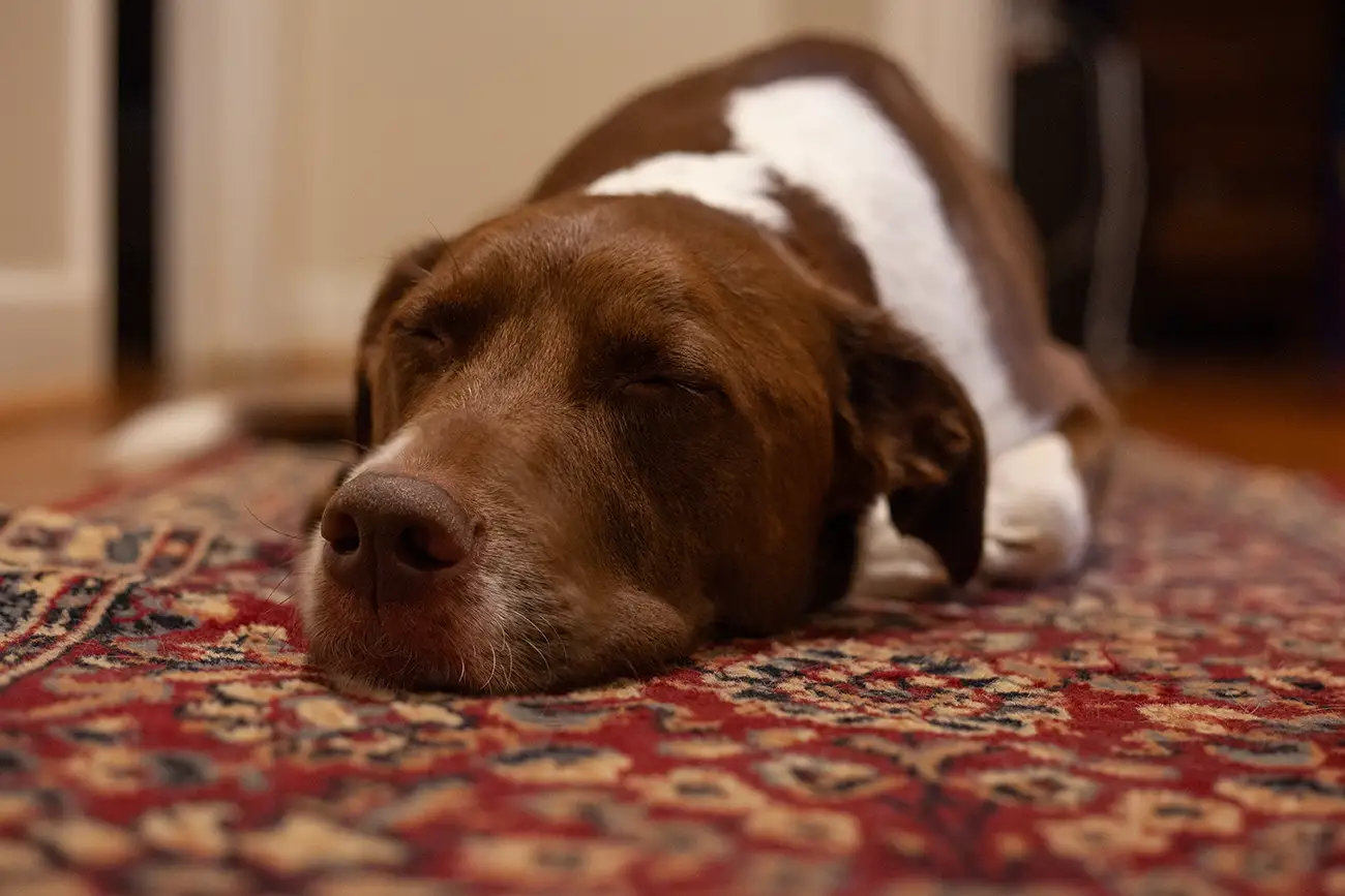 dog laying down on rug pet treatment